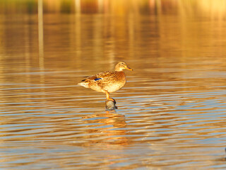 A duck is balancing on a submerged log in calm water, with soft sunset light reflecting off the surface. Surrounding nature adds warmth to the serene atmosphere at dusk.