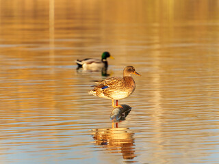 A female mallard duck stands on a rock in calm water, while a male duck swims nearby. The warm colors of sunset reflect beautifully on the serene lake surface.