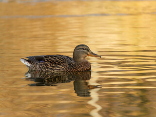 A mallard duck glides gracefully across a tranquil body of water as the sun sets, casting a warm golden hue on the surface, creating a peaceful and serene atmosphere.
