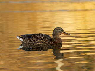 A duck glides peacefully across shimmering golden waters at dusk. The soft ripples reflect the warm colors, creating a serene atmosphere ideal for evening relaxation.