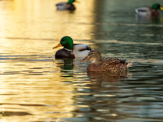 Two ducks glide effortlessly across a serene lake as the sun sets, casting golden reflections on the water. The vibrant colors create a peaceful atmosphere at dusk.