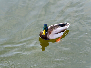 A mallard duck glides effortlessly across a calm pond, its vibrant feathers reflecting in the...