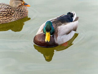 Two ducks glide peacefully across the surface of a pond. One mallard drake rests in the water, while a female duck swims nearby, creating ripples under a clear sky.