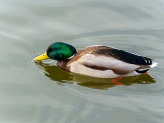 Obraz premium A mallard duck glides smoothly across the serene surface of the pond, its vibrant green head contrasting beautifully with the water. Ripples form around as it swims silently.
