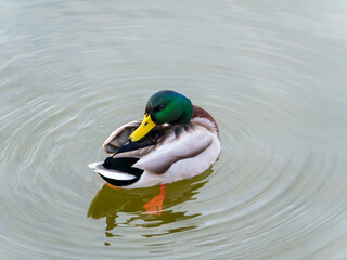 A male mallard duck rests on the surface of a tranquil pond. Its vibrant green head contrasts with the soft ripples surrounding it, capturing the peacefulness of outdoor nature.