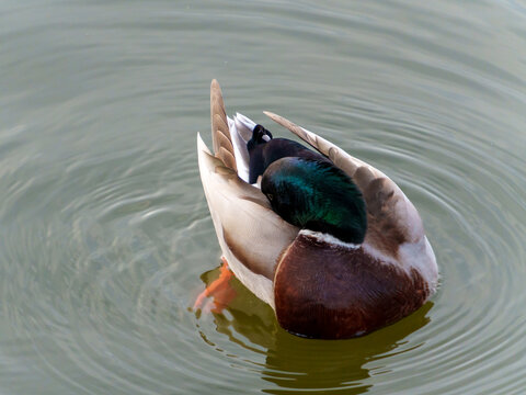 A male mallard duck is seen peacefully resting with its head tucked under its wing on the surface of serene water. The calm environment reflects a tranquil afternoon. - Powered by Adobe