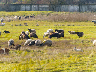 Flocks of sheep are scattered across a vibrant green field, munching on grass under clear skies. A few goats can be seen in the distance, enjoying the tranquil environment and warm sunlight.