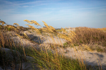 Kiawah Island, South Carolina landscape 