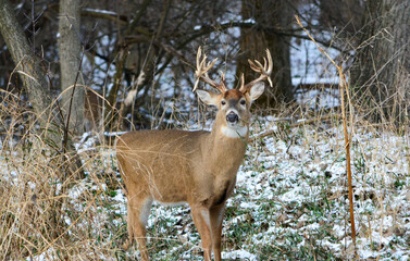 14 Point Michigan Buck and his Does