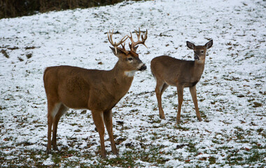 14 Point Michigan Buck and his Does
