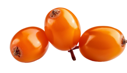 Three ripe sea buckthorn berries hanging together on transparent background