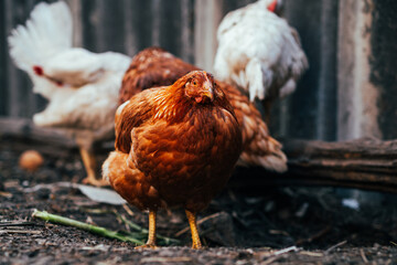 Detailed Portrait of a Brown Hen in a Farmyard Environment During Daylight