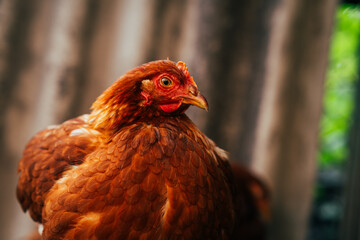 Detailed Portrait of a Brown Hen in a Farmyard Environment During Daylight