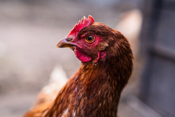 Detailed Portrait of a Brown Hen in a Farmyard Environment During Daylight
