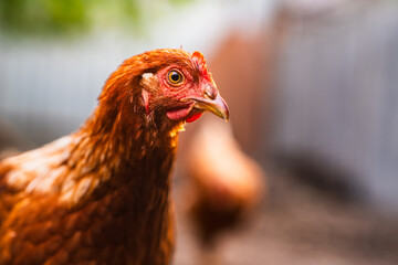 A close-up view of a brown chicken in a rustic farmyard setting during daylight with other chickens in the background