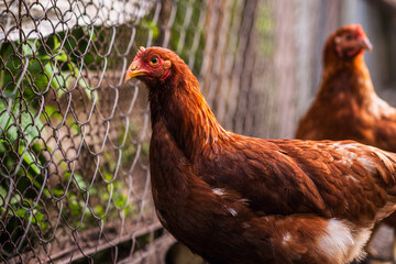 Detailed Portrait of a Brown Hen in a Farmyard Environment During Daylight