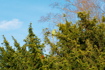 Colorful parakeet perched on trees in Bois de Vincennes park during a sunny afternoon in Paris