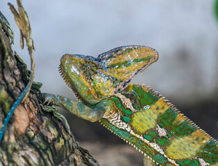 Green veiled garden chameleon portrait © shams Faraz Amir