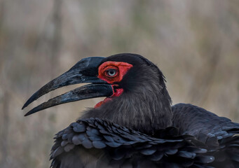 Southern ground hornbill in Kruger national park