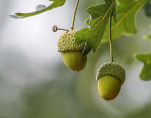 Acorn on an oak tree with leaves and fruit with bokeh