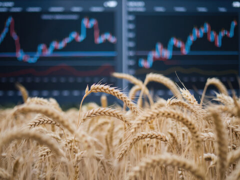 Cultivos de trigo con gr&aacute;ficos financieros borrosos como fondo
