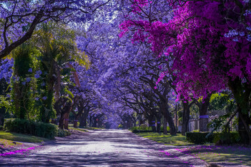 Jacaranda trees in full bloom lined in a pretoria street south africa during spring © shams Faraz Amir