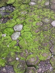 Background of old wall covered with wet green moss growth