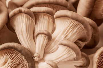 Close-up of fresh oyster mushrooms with detailed gills close-up