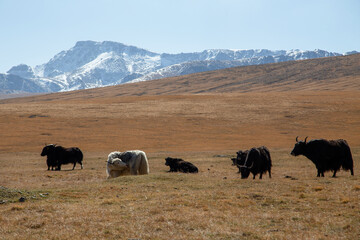 Yaks Grazing on High-Altitude Grassland