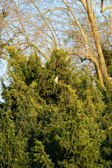 Green parakeet perched on a tree branch in Bois de Vincennes park enjoying the sunlight during a clear afternoon