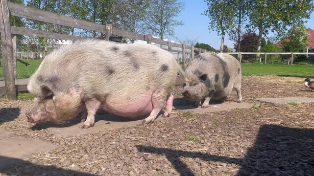 Two big pregnant pigs with visible piglet baby kicks move their tails and slowly walk at the farm on sunny day.