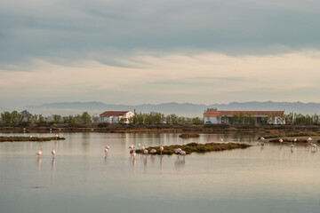 Naklejka premium Beautiful landscape with flamingos at Albufera Natural Park in Valencia, Spain.