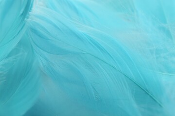 Obraz premium Beautiful turquoise feathers as background, closeup view