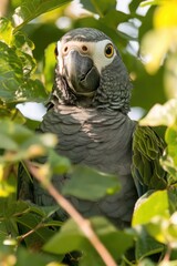 Obraz premium Captivating African Grey Parrot Posing Amidst Lush Green Foliage in Natural Habitat
