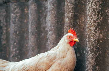 A white hen is perched peacefully against a textured weathered backdrop at a rural farm The setting is serene showcasing a calm moment in nature