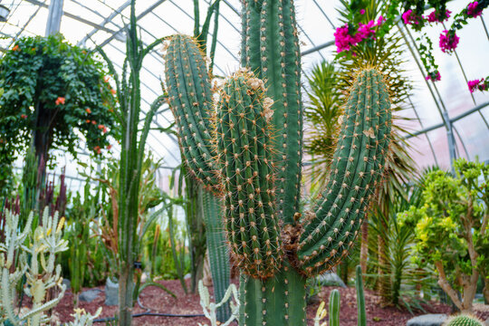 Garden with giant cactus (Trichocereus Validus) with golden thorns