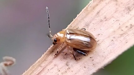 macro of a bug on a leaf