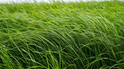 Lush Green Field of Grass Gently Blowing with Bright Daylight : Generative AI