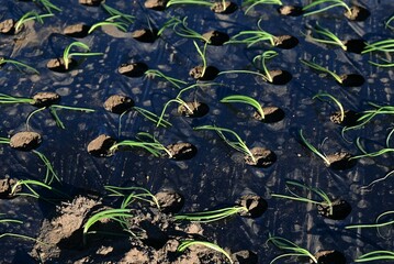 A scene of planting onion seedlings. Onion seedlings are planted in winter and harvested in early summer the following year.