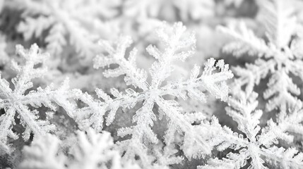 Monochrome Snowflakes Displaying Detailed Intricacy on Frosty Background : Generative AI