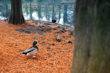 Mallard duck over red grass