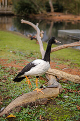 Magpie goose posing on a branch