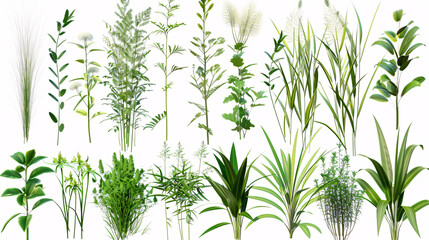 Obraz premium Jungle Switchgrass, Lovegrasses, Lemongrass, and Forsythia: Plant shapes cut-out, 3D render PNG set.