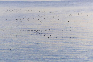 Peaceful Evening at Victoria's Waterfront on Vancouver Island