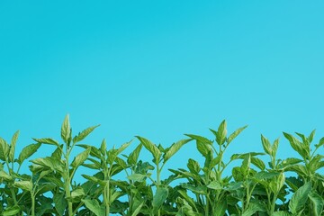 Vibrant Green Plants Against a Bright Blue Background: A Refreshing Nature Scene
