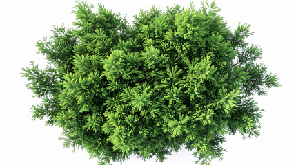 Obraz premium Juniper and Cedar Trees: Shape top view cut-out with transparent backgrounds, 3D rendering.