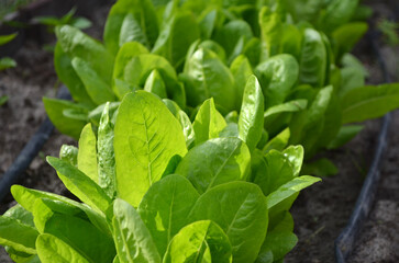 Growing green leaf lettuce in open ground with drip irrigation. Organic farming concept.