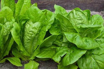 Close-up of green juicy Romaine lettuce leaves. Concept of growing your own organic food.