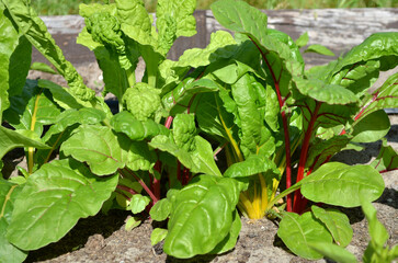 Growing swiss chard in open ground. Concept of growing your own organic food.