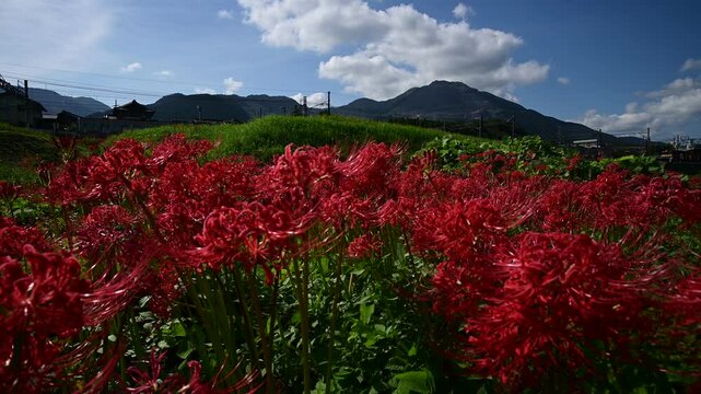 彼岸花の咲く東藤原駅に到着する普通列車 （三岐鉄道 三岐線 東藤原駅, 2024年10月）
